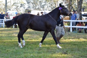Cavalo Crioulo site
