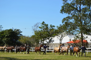 Cavalo Crioulo